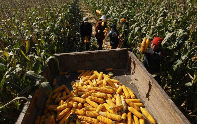 كوناب: حصاد محصول الذرة البرازيلي الثاني بنسبة 20 ٪ في يونيو