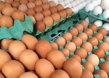 خاص| تاجر بيض مائدة: 10 جنيهات تراجع في أسعار البيض الأيام المقبلة