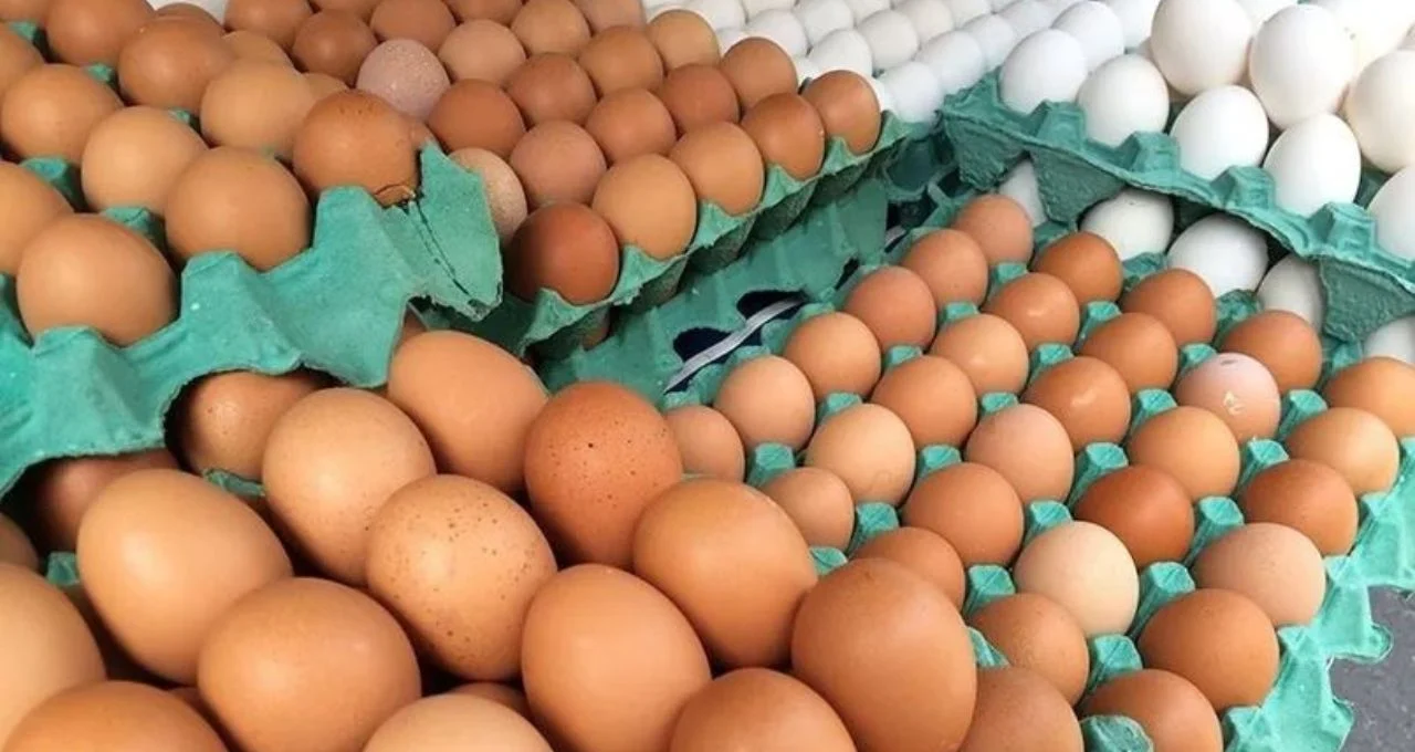 استقرار في أسعار البيض اليوم السبت بالمزارع