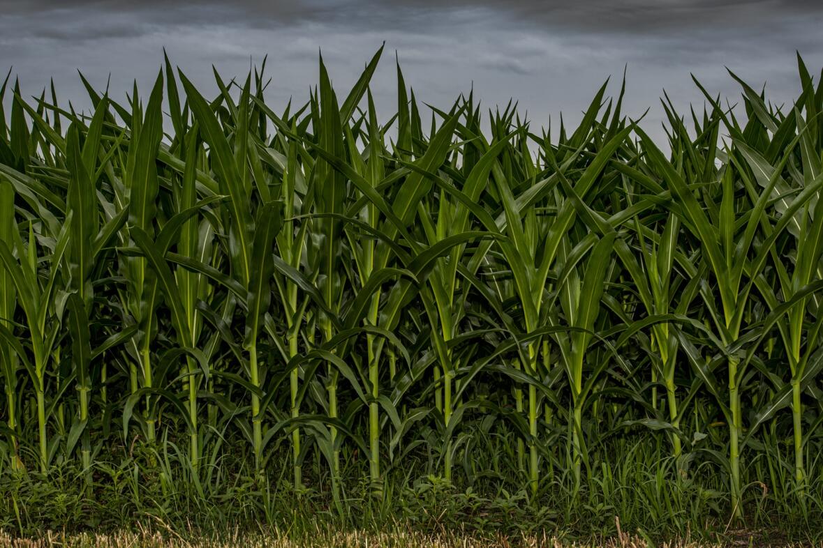 بزيادة 6 % عن العام الماضي.. زراعة 94.1 مليون فدان من الذرة في الولايات المتحدة