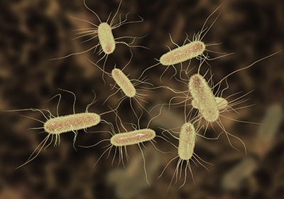 انتقال الميكروب القولونى من الحيوان إلى الإنسان وتاثيره على الصحة العامة