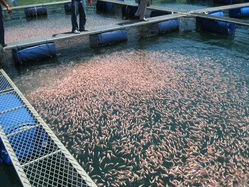 «الثروة السمكية بالعباسة» يعقد دورة تدريبية حول أساسيات الاستزراع السمكي