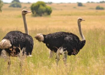 مربي نعام لـ"قلم بيطري": سعر الكيلو يصل لـ350 جنيه والريش 3000 ومتوسط البيضة 150 جنيه