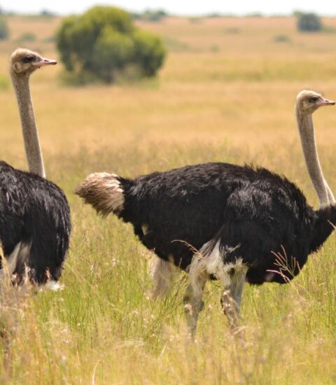 مربي نعام لـ"قلم بيطري": سعر الكيلو يصل لـ350 جنيه والريش 3000 ومتوسط البيضة 150 جنيه