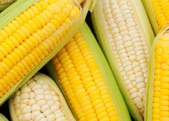 زراعة الإسكندرية تنظم مدرسة حقلية للمزارعين للنهوض بمحصول الذرة الشامية