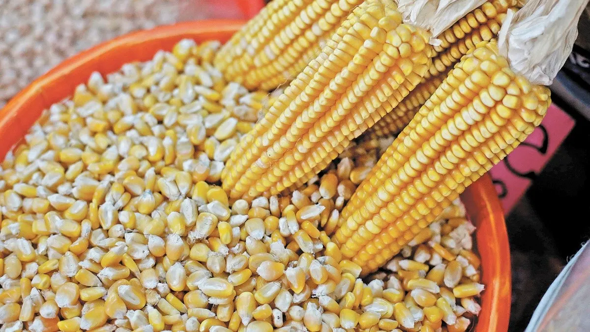 زراعة الغربية: الانتهاء من زراعة 150 ألف فدان من الذرة الشامية