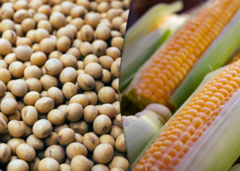 عقود الحبوب