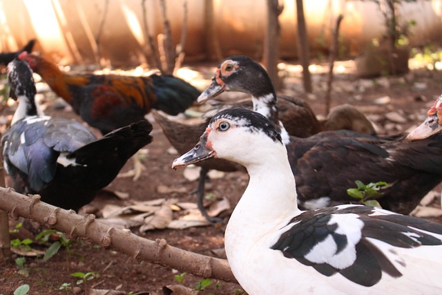 محمد فتحي لـ"قلم بيطري": سوق البط يعاني من حالة ركود شديدة تصل للصفر