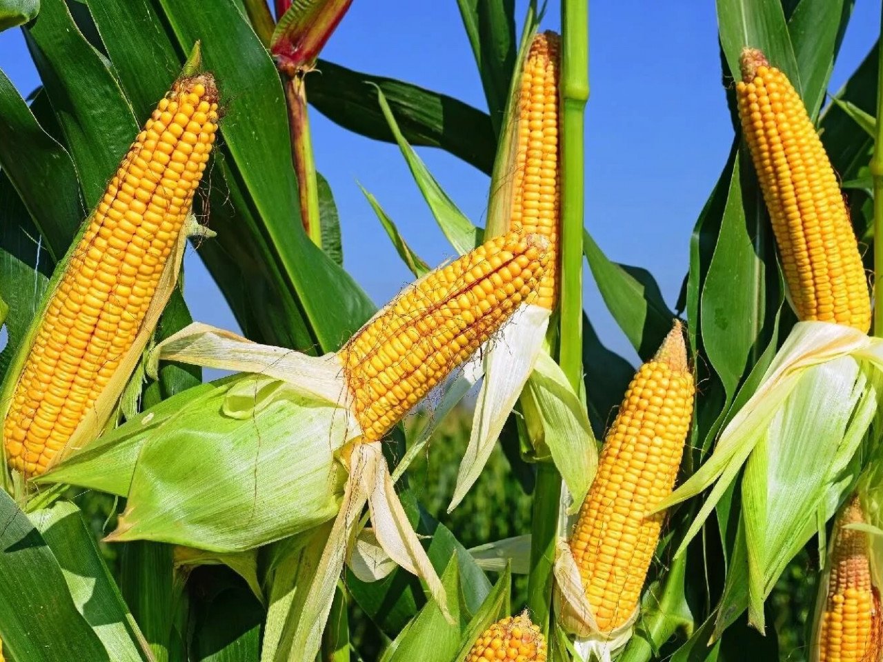 تراجع صادرات الولايات المتحدة الأسبوعية من الذرة