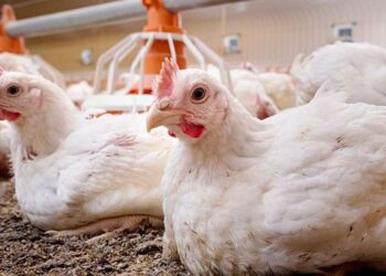 خاص| محمد الغريب: أسعار الدواجن الحالية تحقق هامش ربح 5% فقط ولا تغطى حجم الخسائر