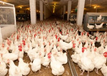 عبد المغيث: إقبال متزايد على الدواجن من ثاني أيام العيد.. والكيلو يسجل 69 جنيها بالمزرعة