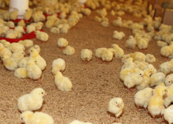 أحمد دنيا لـ"قلم بيطري": الحد الأدنى للتكلفة الفعلية للكتكوت تصل لـ10 جنيهات