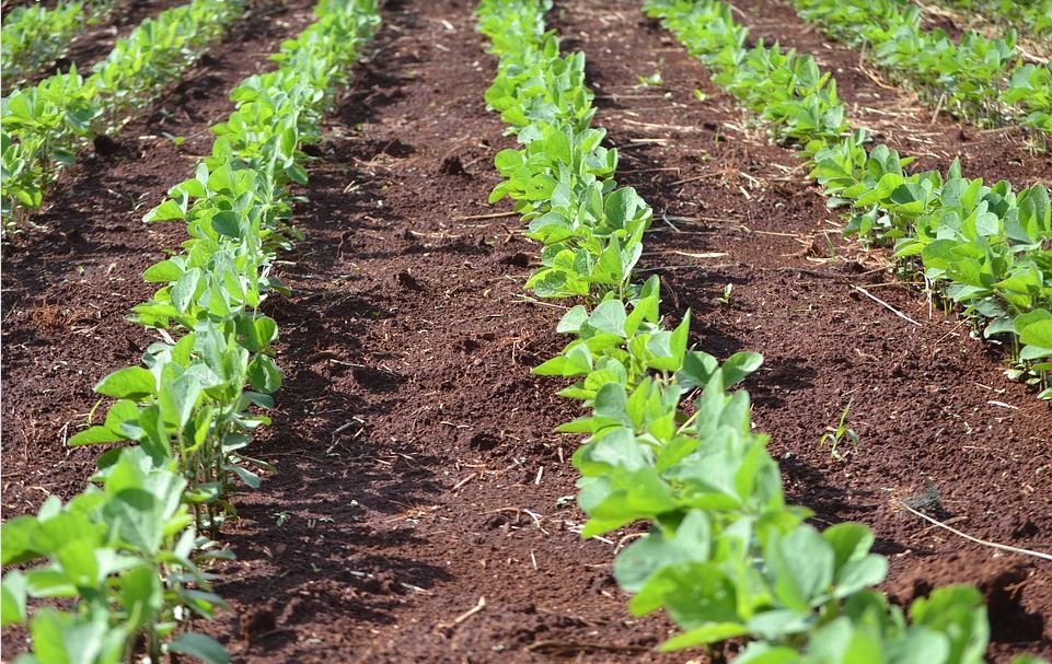 «مناخ الزراعة» يوضح الطرق السليمة لري محصول فول الصويا لتفادي الأجواء الحارة