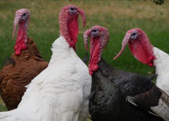 خاص| أستاذ تربية الرومي: لهذا السبب ستشهد أسعار "ملك العزومات" ارتفاعا خلال الفترة المقبلة