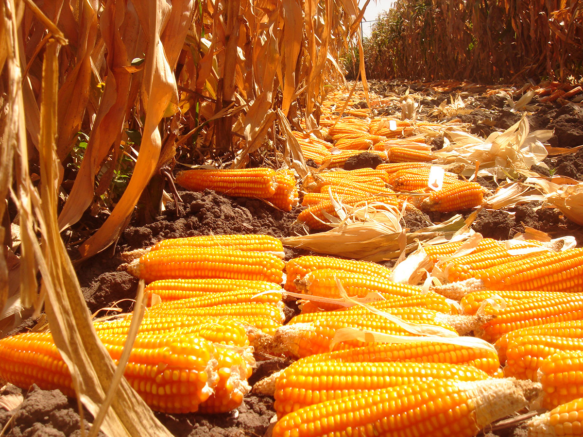 تراجع إنتاج كينيا من الذرة بنحو 10.9 مليون خلال 5 سنوات