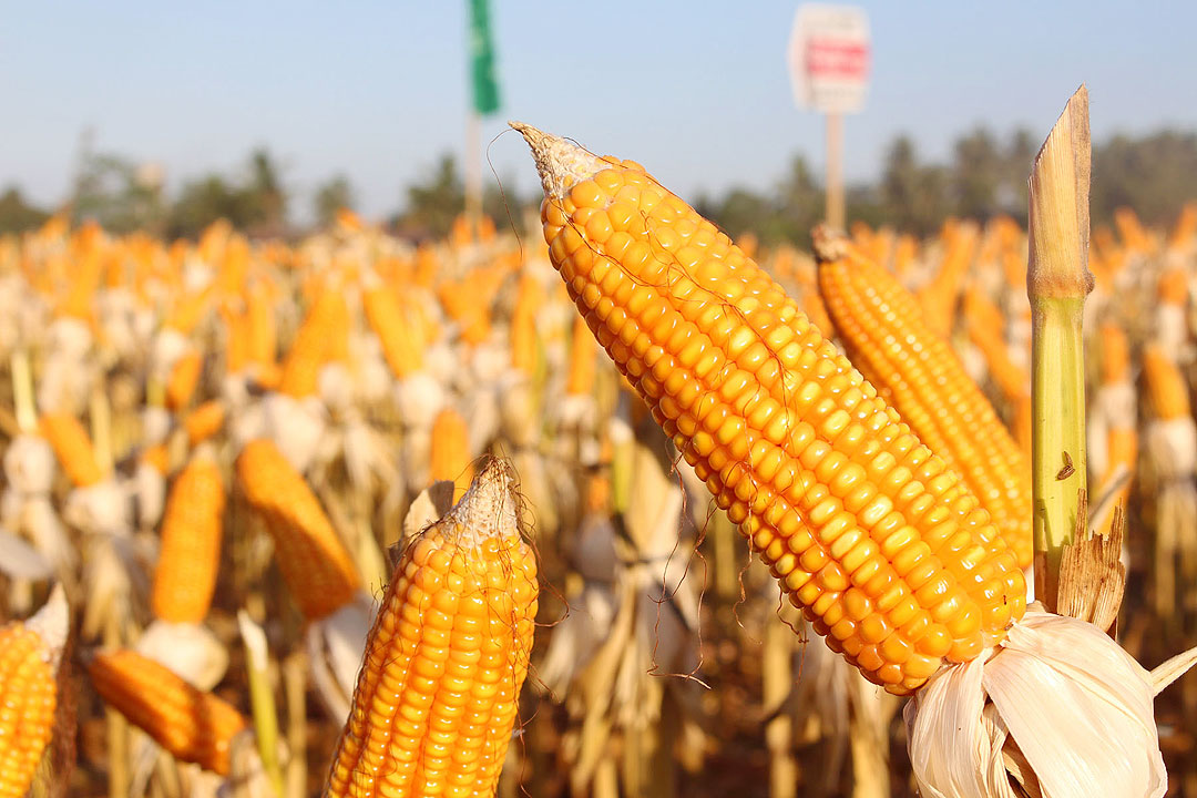 كوريا الجنوبية تشترى نحو 138 ألف طن من الذرة خلال مناقصة دولية