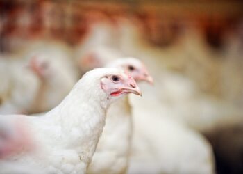 الجليسين وأهميته فى زيادة الانتاجية فى الدواجن