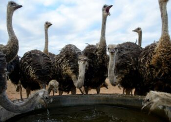 الريش بـ3000 ومتوسط البيضة 150 جنيه.. أخر تطورات الأوضاع في سوق النعام| خاص