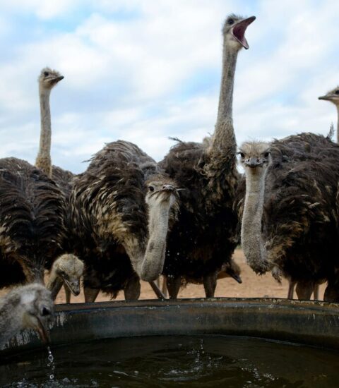 الريش بـ3000 ومتوسط البيضة 150 جنيه.. أخر تطورات الأوضاع في سوق النعام| خاص