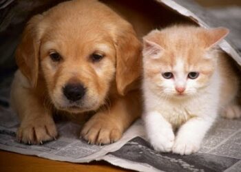 أهم الأمراض التي يمكن أن تنقلها الحيوانات الأليفه لانسان