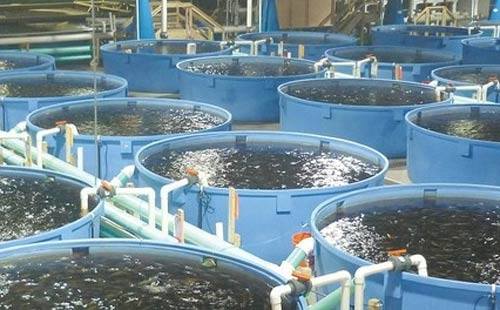 سلطنة عمان تنفذ مشروع ضخم لاستزراع الأسماك البحرية بالمياه المستملحة
