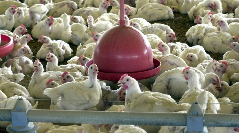 اليابان تعلن إلغاء الحظر المفروض على لحوم الدجاج والبيض البرازيلي