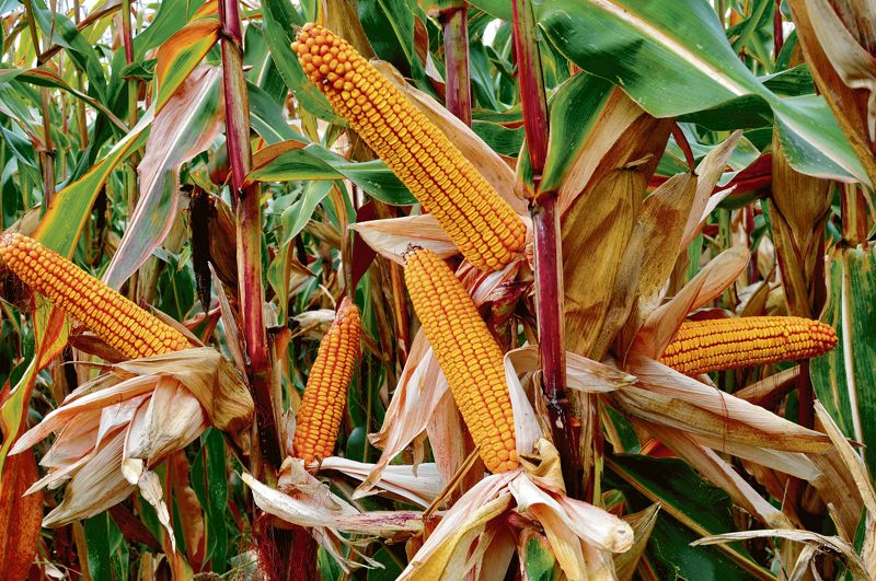 ارتفاع إنتاج محصول الذرة في جنوب أفريقيا بنسبة 6% هذا العام