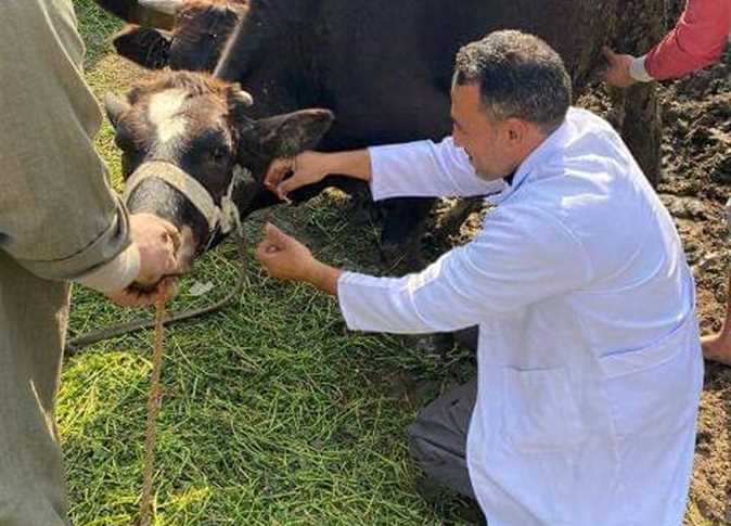 بيطري الشرقية: فحص 2000 رأس ماشية ضد البروسيلا والسل البقري خلال يوليو الماضي