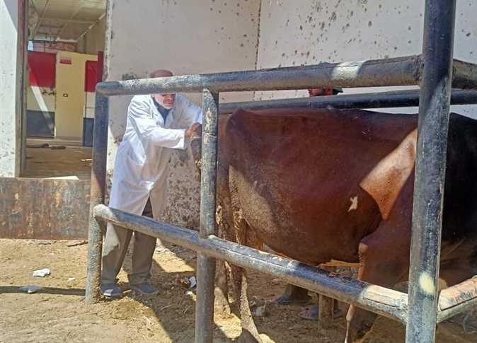 تحصين 200 ألف رأس ماشية ضد الأمراض الوبائية في كفر الشيخ