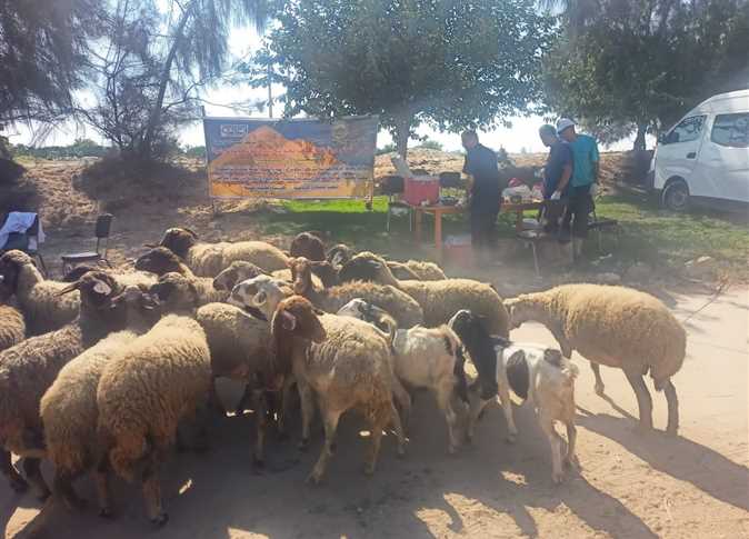 "بيطري البحيرة": علاج وفحص 8700 رأس ماشية خلال قافلة مجانية لصغار المربين
