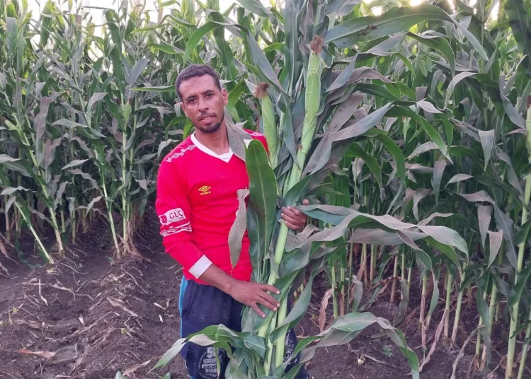 مزارع سوهاجي يتبرع بمحصول الذرة الشامية للمواطنين بالمجان