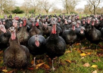 بعض مسببات النفوق في الرومي