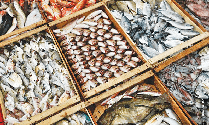 الصين وكازاخستان يبحثان تصدير الأسماك وإزالة قيود الاستيراد المؤقتة على المنتجات الحيوانية