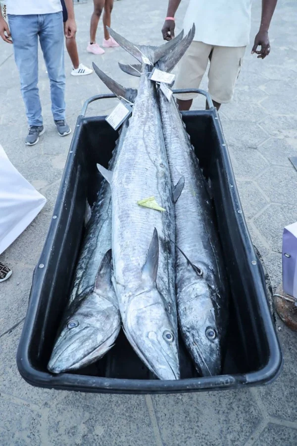 البحرين| بدء سريان حظر صيد "أسماك الكنعد" حتى 15 أكتوبر
