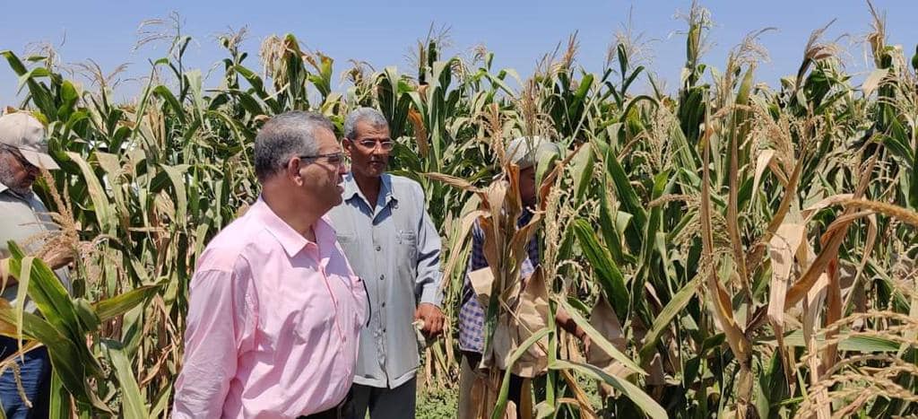 الزراعة تتابع حقول إكثار التقاوى للذرة الشامية ومحاصيل الأعلاف الصيفية