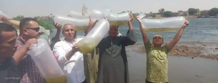 إلقاء ٧٠٠ ألف وحدة زريعة من أسماك البلطي بفرع النيل في أسيوط