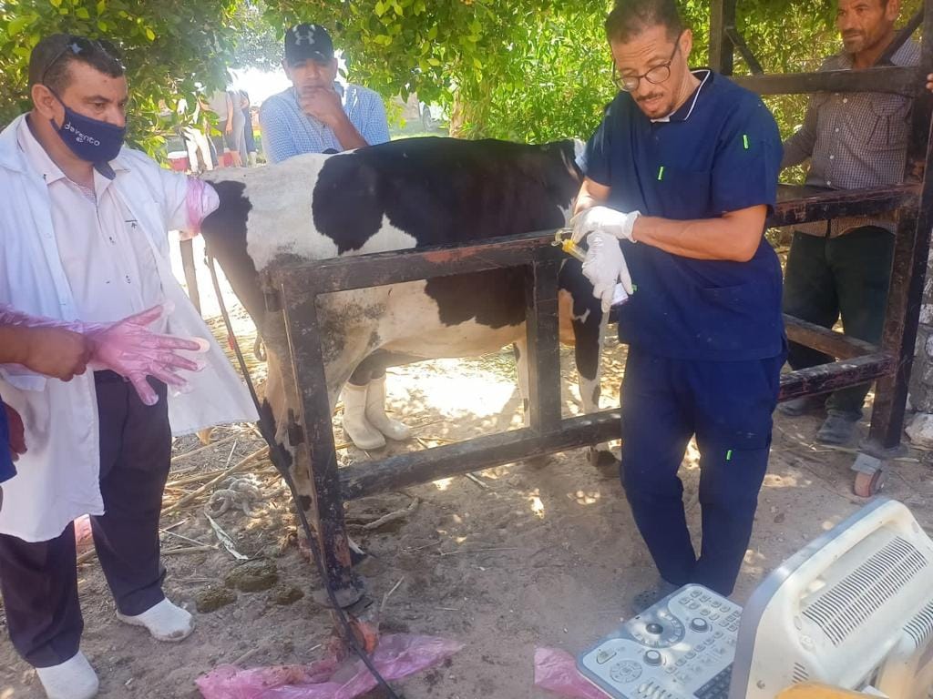 قافلة بيطرية مجانية لعلاج موشى صغار المزارعين في وادى النطرون