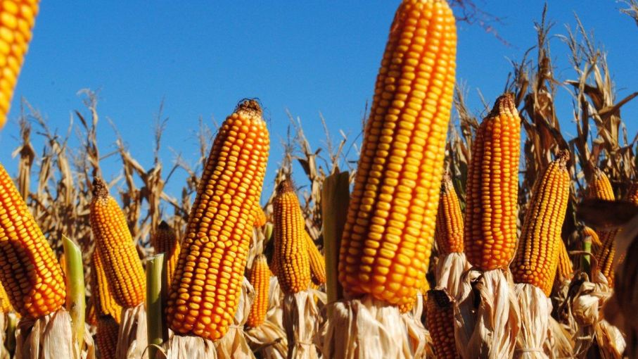 توقعات بارتفاع إنتاج المكسيك من الذرة إلى 22.7 مليون طن