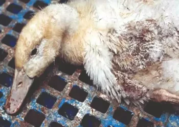 مرض الباستيريلا في البط (كوليرا البط)