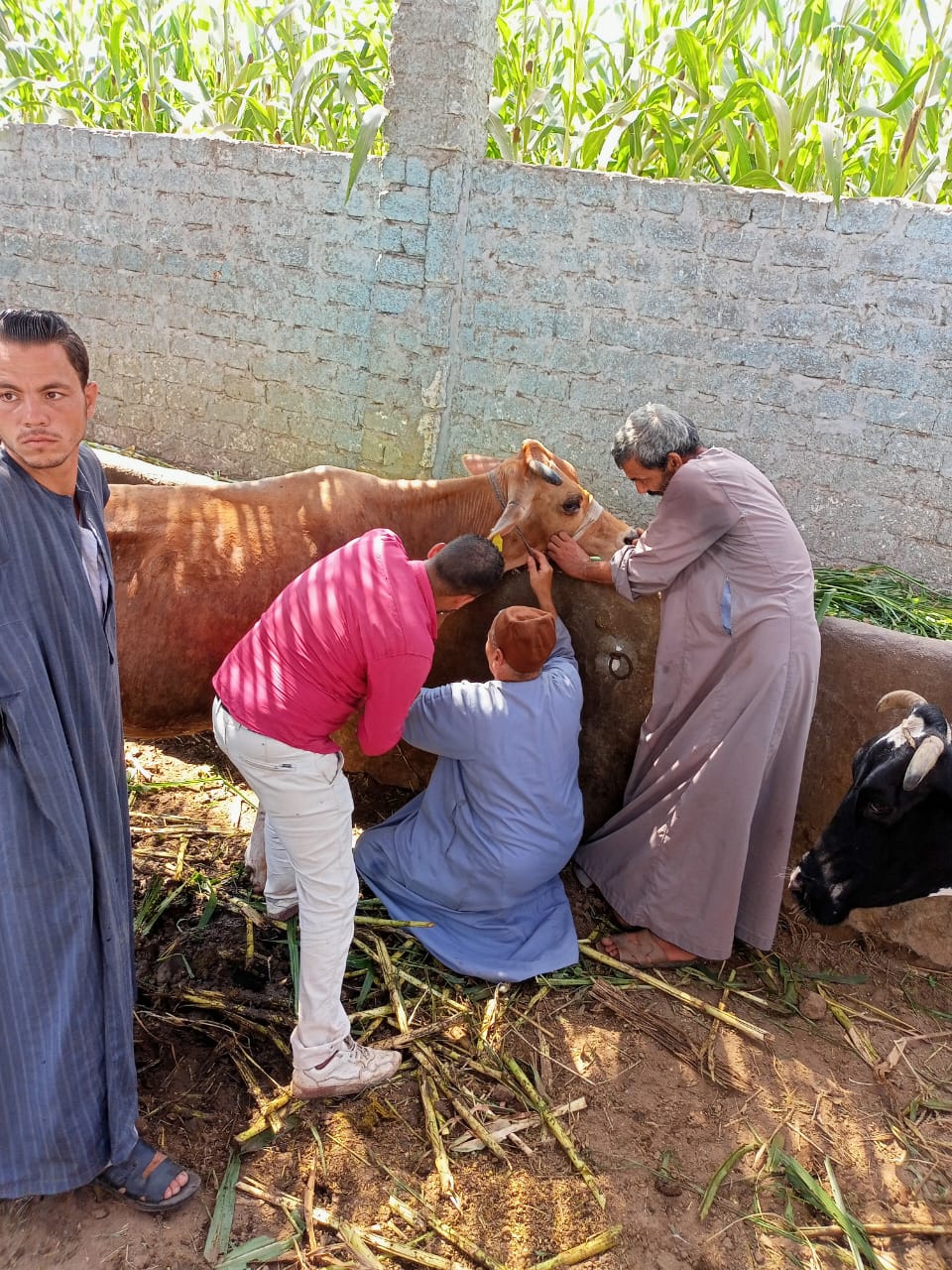 رش وتحصين 1259 رأس ماشية ضد الطفيليات الداخلية والديدان خلال قافلة بيطرية بالجيزة