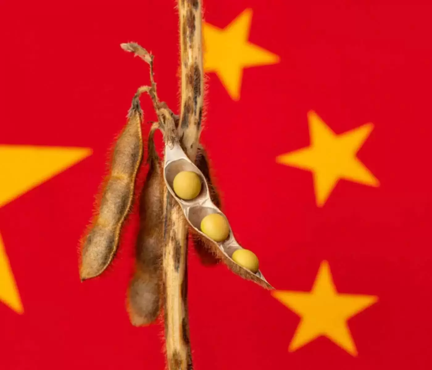 Casde: الصين تثبت تقديراتها للذرة وفول الصويا دون تغيير لعام 2023/24