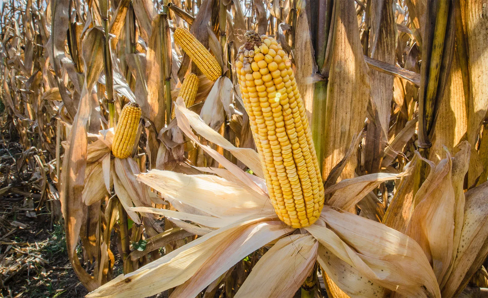 المكسيك تشتري 123 ألف طن من الذرة الأمريكية وتسليمها بالموسم المقبل