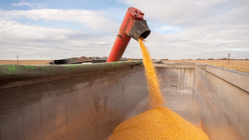 كوناب: اكتمال حصاد محصول الذرة الثاني في البرازيل بنسبة 54.7٪