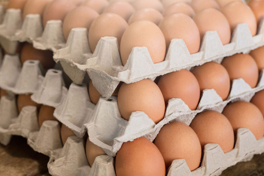 صناعة الدواجن في لاتفيا: البيض الأوكراني الرخيص يؤثر سلبا على الصناعة المحلية