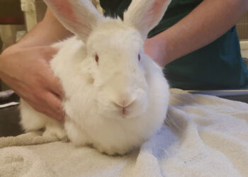 الخراريج في الأرانب