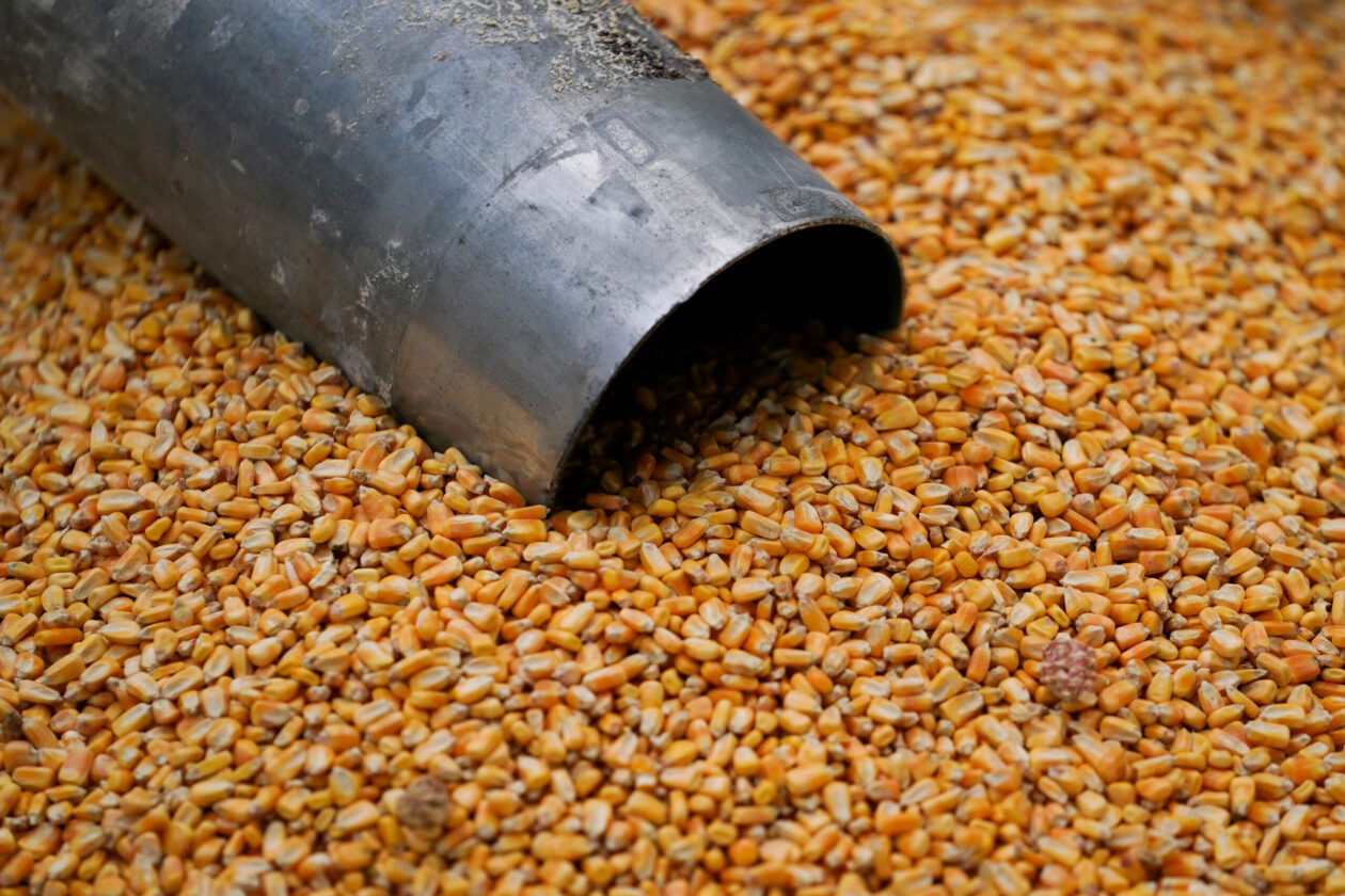 مجموعة MFG الكورية الجنوبية تطرح مناقصة لشراء 140.000 طن من الذرة.. ورفض جميع العروض