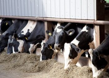 التهاب الضرع في الابقار