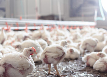 تعديل تأثير المضاد الحيوي علي الجهاز المناعي لفراخ التسمين بواسطة البروبيوتيك