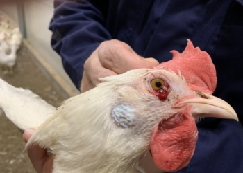 أمراض الدواجن البكتيرية