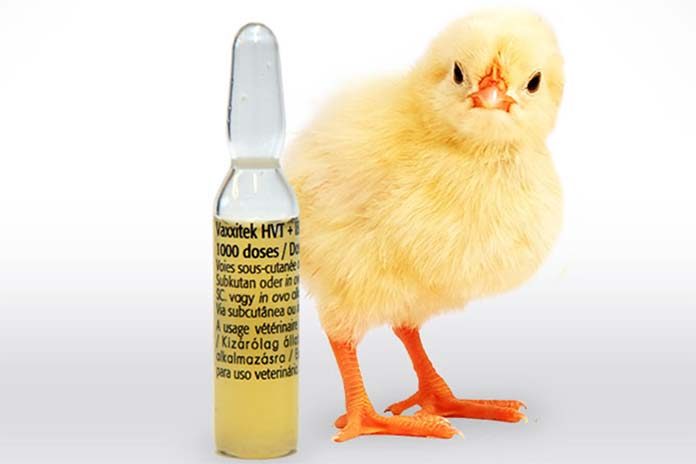 أهمية تقييم لقاحات انفلونزا الطيور المستخدمة في السوق المحلي باستخدام العترة السائدة من الفيروس